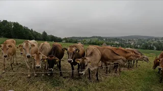 Visiting a once a day milking, jersey cow, dairy farm in Germany