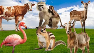 Happy Animal Moments, Familiar Animal Sounds: Flamingo, Goat, Cow, Baboon, Chipmunk - World Animals