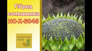 Соняшник НС Х 6045 🌻, опис гібриду 🌻 - насіння в Україні