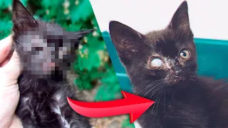 Rescue a kitten without an eye. Kittens looking for a home / SANI vlog