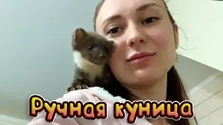 РУЧНОЙ ДЕТЕНЫШ КУНИЦЫ