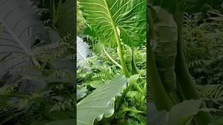 Biggest Taro tree #taro #elephantear #villagelife #sweet #taro চেনি কচু