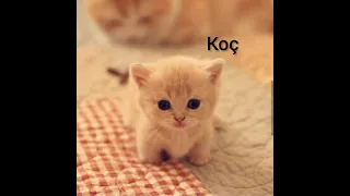 Burçlara göre kediler 🐈🐱