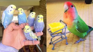 Smart And Funny Parrots Parrot Talking Videos Compilation (2023) - Cute Birds #6