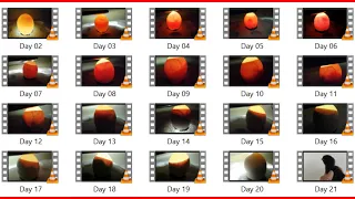 Day to Day Egg Candling Video from 2nd Day to 21st Day to Cutest Chick Hatch