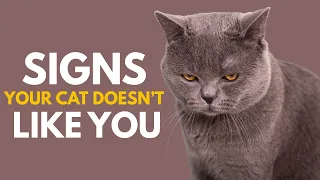 6 Signs Your Cat Doesn’t Love You (Even if You Think They Do)