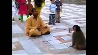 Прикольные обезьяны  Funny monkey