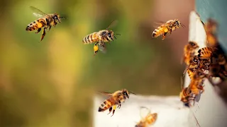 Na rubu znanosti: Čudo pčele