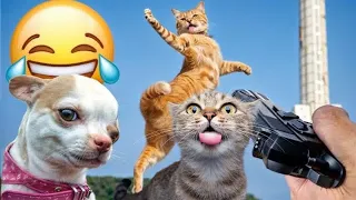 The very best and MOST Funniest CAT AND DOG moments 😅 No laugh challenge Funny Animals Videos 2024