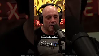 The DARK Truth about WOLVES - Joe Rogan