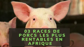 03 RACES DE PORCS LES PLUS RENTABLES EN AFRIQUE
