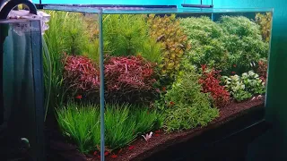 Tutorial Aquascape Dutchstyle Simple | Partisipan Kontes Dutchstyle AGA 2021