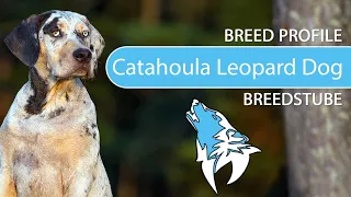 ► Catahoula Leopard Dog Breed [2021] Temperament & Training