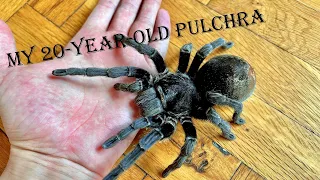 My 20-year old Grammostola pulchra tarantula