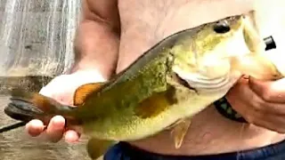 Eastern Cape largemouth bass on fly