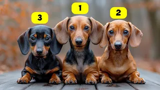 DACHSUND TYPES - 3 TYPES OF DACHSUNDS