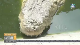 Fulan Hirak Ikus Ne’e Lafaek Tata Mate Ema Nain 4