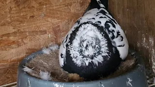 андижанские голуби проверка яиц. 16.03.2024
