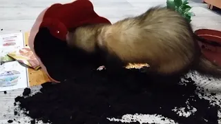 ЧТО ТВОРИТ ХОРЁК????!!!ferret