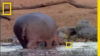 Harmonious Hippos and Crocs | National Geographic