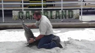 Putting Gator to Sleep at Gatorland