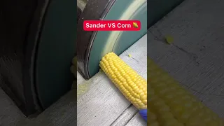 Sander VS Corn 🌽