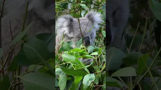 Australia in a Minute - Nature Beauty