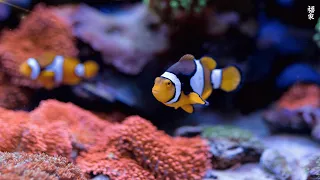 Ocean 4K - Sea Animals for Relaxation, Beautiful Coral Reef Fish in Aquarium (4K Video Ultra HD) #84