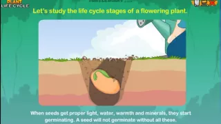 Learn the Plant Life Cycle Steps *Earth Science for Kids*