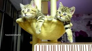 очень няшные коты (Funny Cats The Best Happy Birthday R5 !!!)