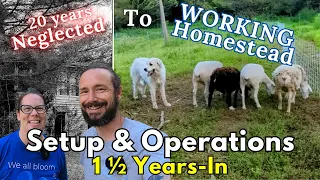 Neglected Property to Homestead, 1.5 Years In -- Our Current Operations & Setup Showcased