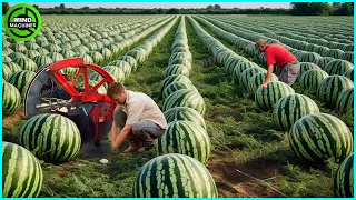 The Most Modern Agriculture Machines That Are At Another Level,How To Harvest Watermelons In Farm▶10