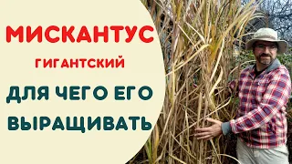 Мискантус гигантский.  Для чего выращивать мискантус.