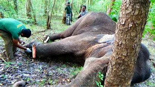 Treating a helpless Elephant suffering with a traumatic abscess in the leg | Elephant Abscess