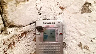 Panasonic RR-DR60 S Digital IC Recorder | EVP Ghost Hunting Capture 😱🥶👻 terribly creepy sound part 2