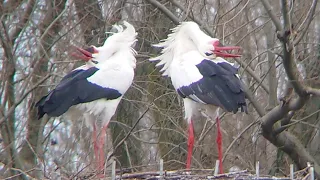White storks build nest and chatter / Störche bauen Nest und klappern