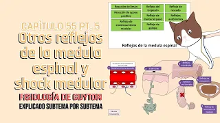 CAP 55 5/5: Otros reflejos de la medula espinal y shock medular l Fisiología de Guyton
