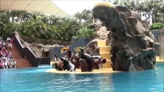 Шоу морских львов, Лоро парк 2013 (Sea lion show, Loro Parque, Tenerife, Puerto De La Cruz) часть 2