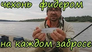 Река, лето, чехонь на фидер