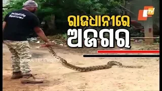 11-Feet-Long Python Rescued In Bhubaneswar