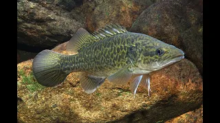 How fast do Murray Cod grow/Australian native fish