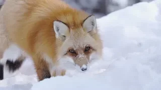 Social Animals: Saving Foxes with Instagram