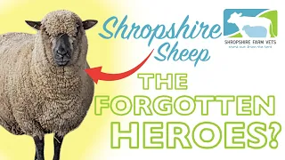 The Most Popular Sheep in the World?