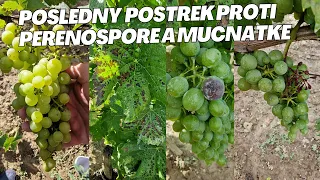 Posledný postrek proti perenospóre a múčnatke