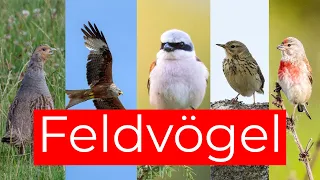 Vögel der Agrarlandschaft und ihr Gesang | 10 Feldvögel
