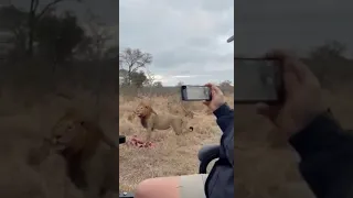Crazy Lion Fight Right Next to Game Vehicle