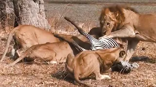 A zebra came across a lion ambush! Predators in action, the most epic animal battles