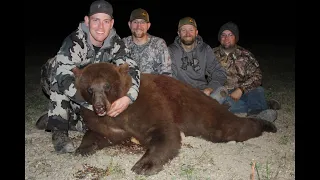 Alberta Black Bear Hunting: Big color phase Bear