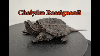 Mi nueva tortuga LAGARTO MEXICANA (Chelydra Rossignonii)