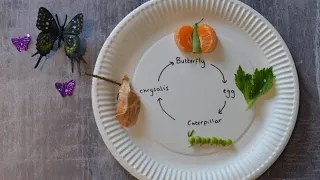 What Butterfly Life Cycle Can Teach You About Life